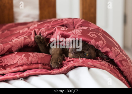 Junge Schokolade überzogen Burmese Cat peering aus Oberbett Steppdecke auf einem Bett. Cute Kitten hält warm Stockfoto
