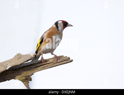 Stieglitz, Zuchtjahr Zuchtjahr, einziger Vogel auf Zweig mit weißem Hintergrund, Warwickshire, Februar 2014 Stockfoto