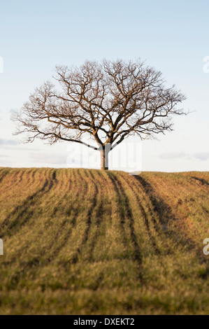Blattlosen Eiche im ländlichen York, England Stockfoto