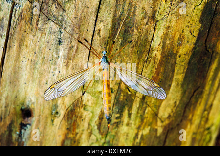 Kohl Schnake, Brown Daddy-Long-Legs (Tipula Oleracea) auf Holz. Deutschland Stockfoto