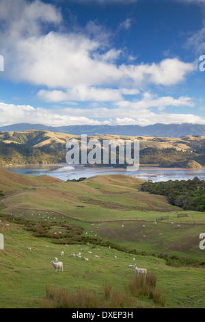 Blick auf Münster Hafen und Ackerland, Coromandel Peninsula, Nordinsel, Neuseeland Stockfoto