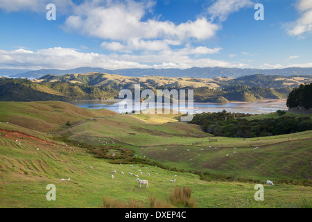 Blick auf Münster Hafen und Ackerland, Coromandel Peninsula, Nordinsel, Neuseeland Stockfoto