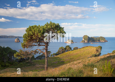 Landschaft auf Trail nach Cathedral Cove, Coromandel Peninsula, Nordinsel, Neuseeland Stockfoto