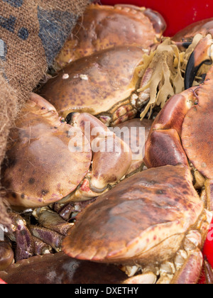 Behälter mit fangfrischen Krabben in Cromer Norfolk England Stockfoto