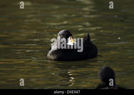 Gemeinsamen Scoter (Melanitta Nigra) Stockfoto