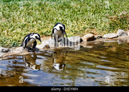 Pinguine im zoo Stockfoto