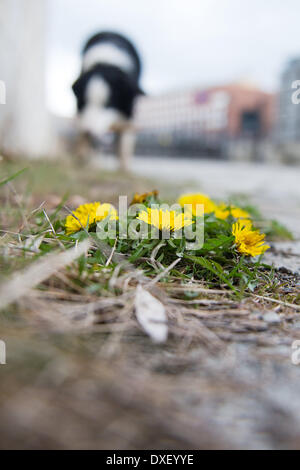 Berlin, Deutschland. 25. März 2014. Löwenzahn-Blüte am Ufer der Spree in Berlin, Deutschland, 25. März 2014. Foto: Maurizio Gambarini/Dpa/Alamy Live News Stockfoto