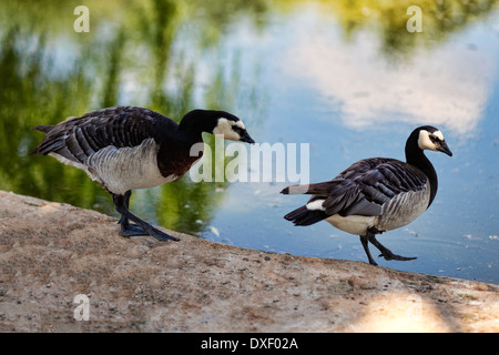 Wunderschöne Vögel im zoo Stockfoto