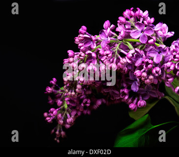Die schöne lila auf schwarzem Hintergrund Stockfoto