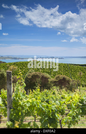 Reben von Lehmziegeln Weingut und Restaurant, Waiheke Island, Auckland, Nordinsel, Neuseeland Stockfoto