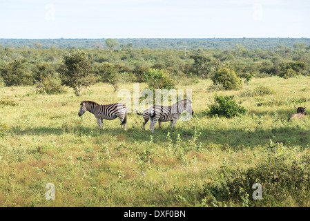 Zebras in der Kruger national Reserve in Südafrika Stockfoto