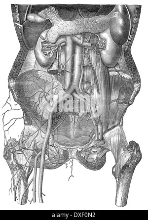 menschlichen Darm, historische Abbildung, 19. Jahrhundert Stockfoto