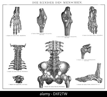 Historische Abbildung, 19. Jahrhundert, menschliche Sehnen, Stockfoto