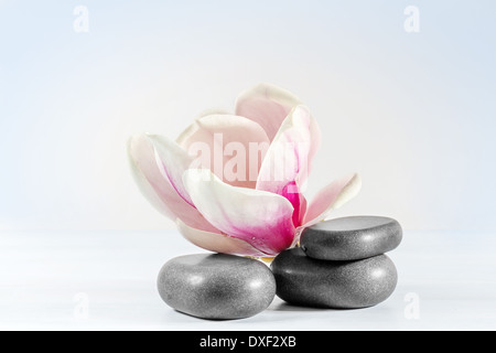 Zen Steinen mit Blume Magnolia. Stockfoto