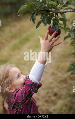 Mädchen pflücken Äpfel im Obstgarten, Milton, Ontario, Kanada Stockfoto