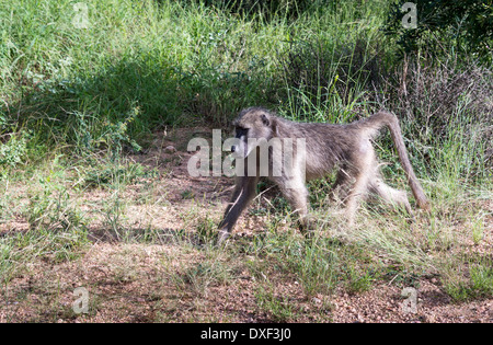 Pavian Affen im Kruger Park in Südafrika Stockfoto