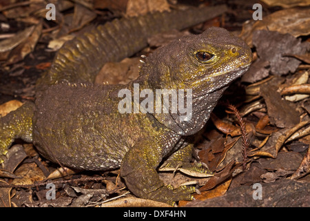 Ein Tuatara auf Tiritiri Matangi Island, Hauraki-Golf, auf Neuseelands Nordinsel Stockfoto