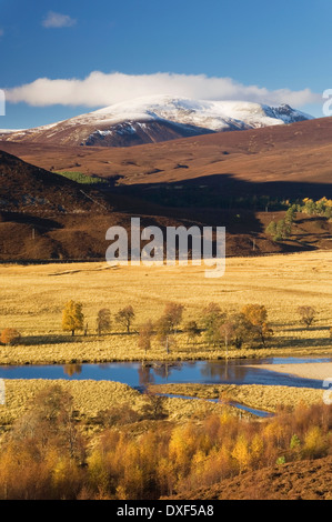 Der Fluss Dee in der Nähe von Braemar in Herbst, Aberdeenshire, Schottland, Großbritannien. Stockfoto