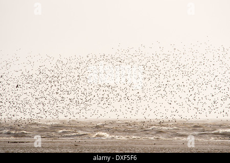 Roten Knoten, (Calidris Canutus) Beflockung auf Salzwiesen auf Morecambe Bay, Cumbria, UK, eine Flut. Stockfoto