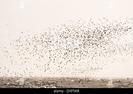 Roten Knoten, (Calidris Canutus) Beflockung auf Salzwiesen auf Morecambe Bay, Cumbria, UK, eine Flut. Stockfoto