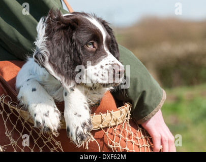 Ein drei Monate altes English Springer Spaniel Welpen in eine Jagdtasche durchgeführt werden Stockfoto