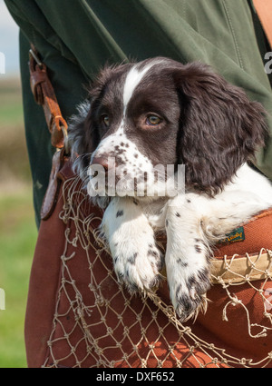 Ein drei Monate altes English Springer Spaniel Welpen in eine Jagdtasche durchgeführt werden Stockfoto