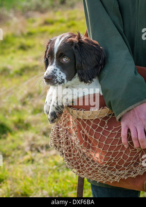 Ein drei Monate altes English Springer Spaniel Welpen in eine Jagdtasche durchgeführt werden Stockfoto