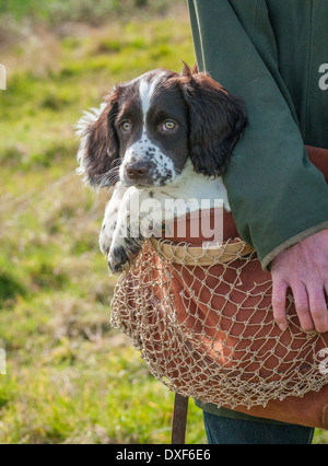 Ein drei Monate altes English Springer Spaniel Welpen in eine Jagdtasche durchgeführt werden Stockfoto