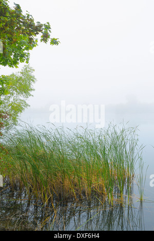 See und Schilf im frühen Morgennebel, Hessen, Deutschland Stockfoto