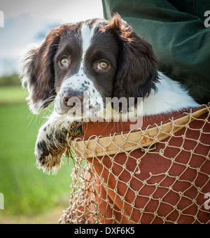 Ein drei Monate altes English Springer Spaniel Welpen in eine Jagdtasche durchgeführt werden Stockfoto