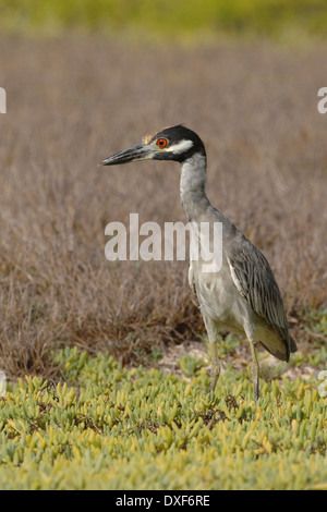 Gelbe gekrönte Nachtreiher, (Nyctanassa violacea), auf Gran Roque Sumpf, Gran Roque, Venezuela Stockfoto