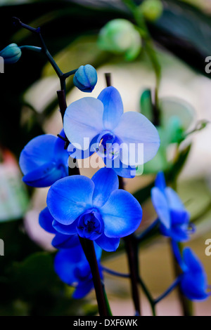 Blaue Motte Orchidee Stockfoto