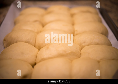 Parker House Rolls auf ein Backblech in geringen Schärfentiefe Stockfoto