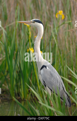 Graureiher (Ardea Cinerea) in den Sumpf von Pont de Gau natürliche reserve, Camargue Stockfoto