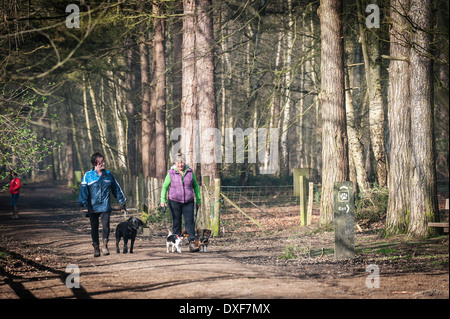 Hund Spaziergänger im Wald. Stockfoto