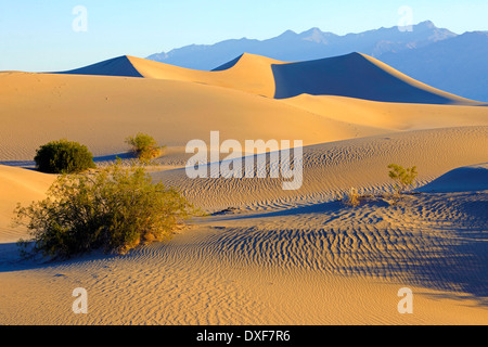 Mesquite flache Sanddünen, Death Valley Nationalpark, Kalifornien, USA / Morgenlicht Stockfoto