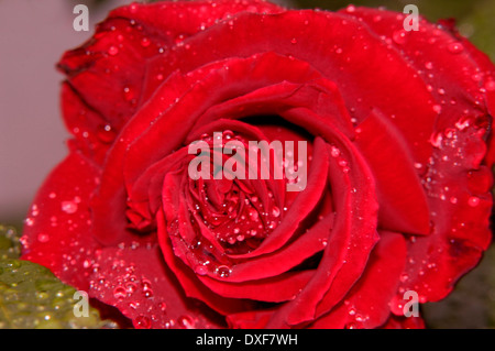 Rote Rose im Regen Stockfoto