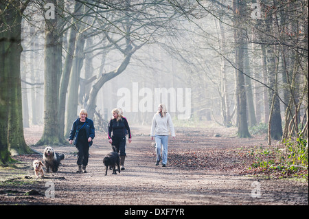 Hund Spaziergänger in Thorndon Park in Essex Stockfoto