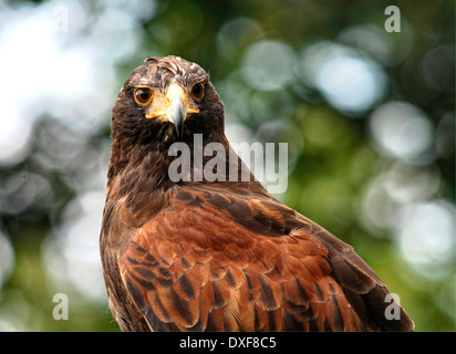 Harris Hawk, Porträt Stockfoto