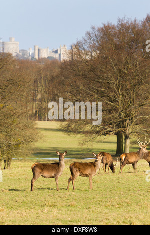 Windsor Great Park und Herde von Rotwild - Cervus Elaphus mit Windsor Castle in den Hintergrund, Berkshire, England, UK Stockfoto