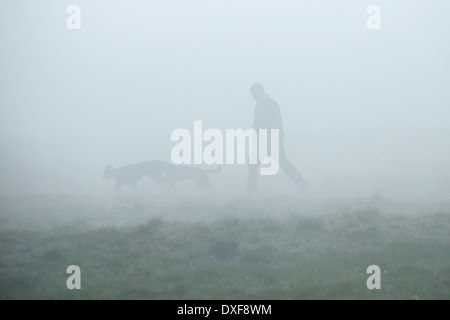 Ein Mann geht seinen Hunden im dichten Nebel in Essex Wald. Stockfoto