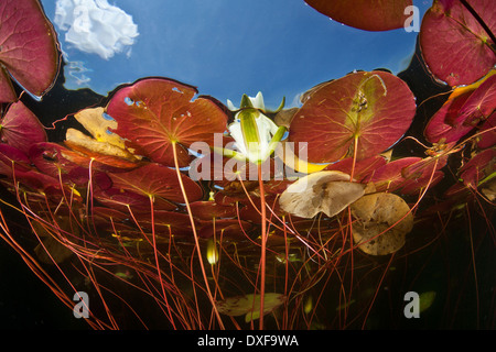 Seerose, Nymphaea, Massachusetts, Cape Cod, USA Stockfoto