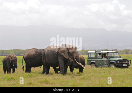 Afrikanischer Elefant, Echo, mit den Frauen von Amboseli Trust For Elephants ihr Verhalten zu studieren. Amboseli. Kenia Stockfoto