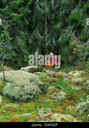 Frau, sammeln von Pilzen im schwedischen Wald im Herbst Stockfoto