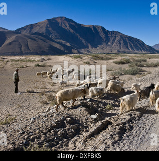 Hirte mit Ziegenherde in der Nähe von Tsetang in Tibet Stockfoto