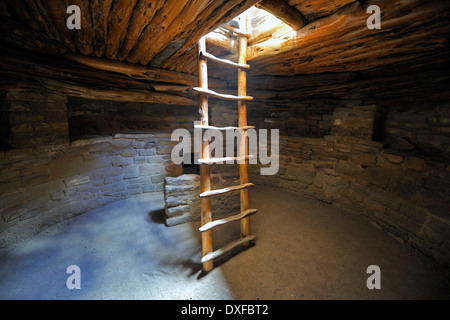 Leiter in unterirdischen Raum Kiwa Spruce Tree House Klippe Wohnung der Indianer ca. 800 Jahre alten Mesa Verde National Stockfoto