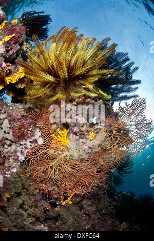 Peitschenkorallen am Korallenriff, Comanthina SP., Melanesien, Pazifik, Salomonen Stockfoto