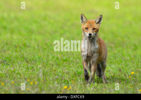 Rotfuchs (Vulpes Vulpes) auf Wiese, Bayern, Deutschland, Europa Stockfoto