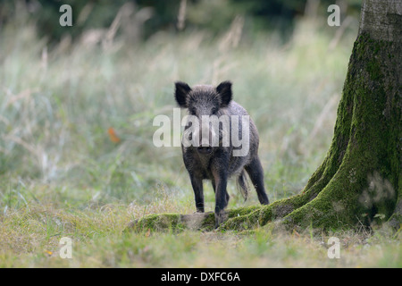 Wildschwein, Sus Scrofa, Bayern, Deutschland, Europa Stockfoto