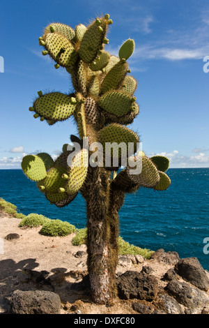 Riesige Feigenkaktus (Opuntia spp.) auf der Südinsel Plaza in den Galapagos-Inseln, Ecuador. Stockfoto